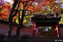 韓国庭園の紅葉③