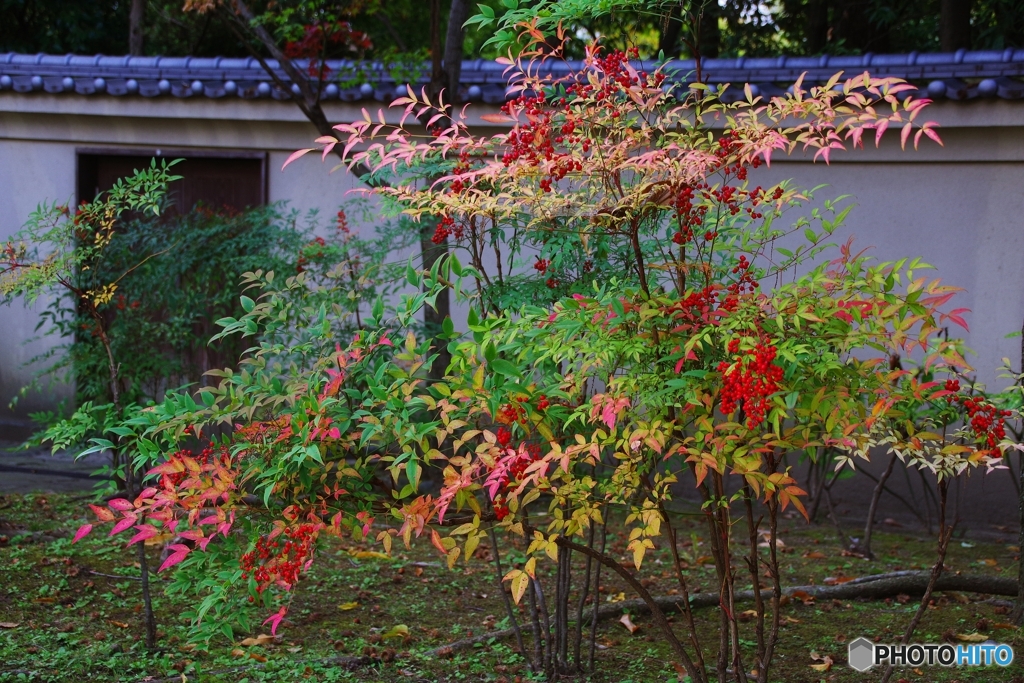 男爵さまのお庭の雅な南天