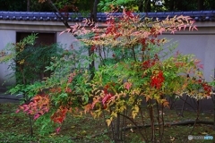 男爵さまのお庭の雅な南天