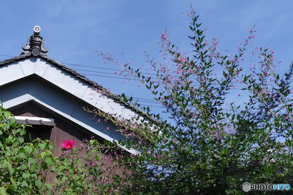 青空を目指す萩