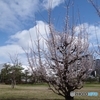 如月の藤田邸跡公園