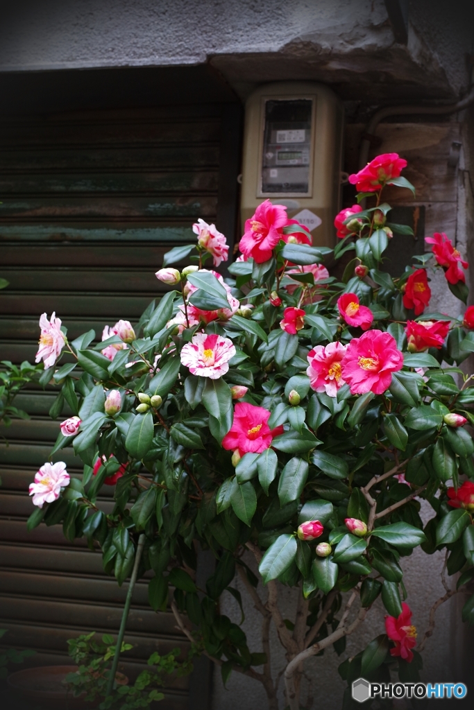 我こそは春の花