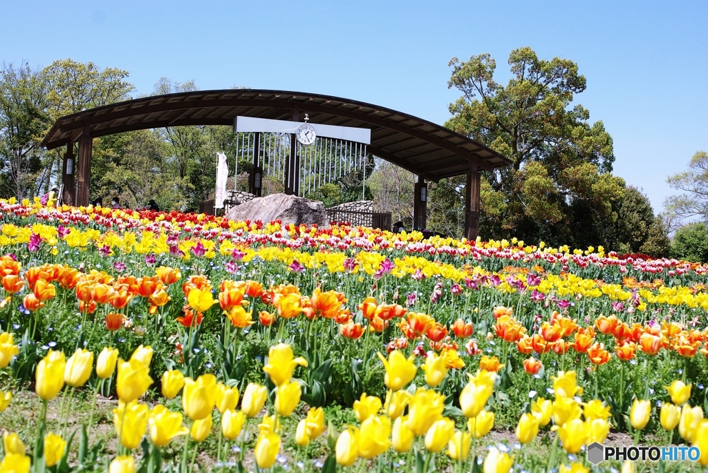 カリヨンの丘で