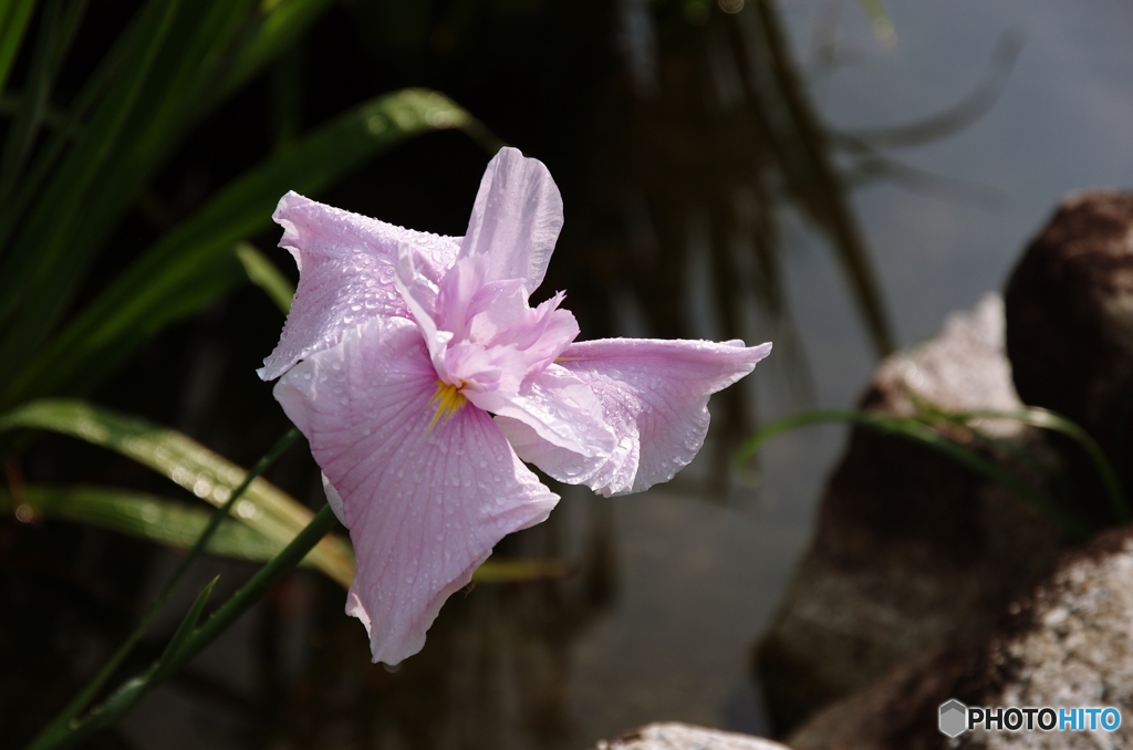 乙女な花しょうぶ
