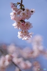 旅立ちの空に大寒桜