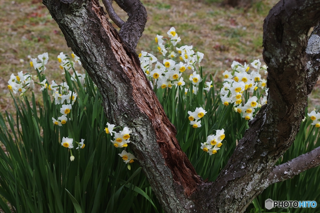 優しく寄り添う水仙たち