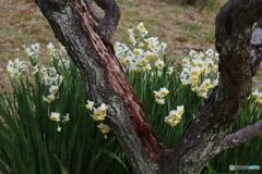 優しく寄り添う水仙たち