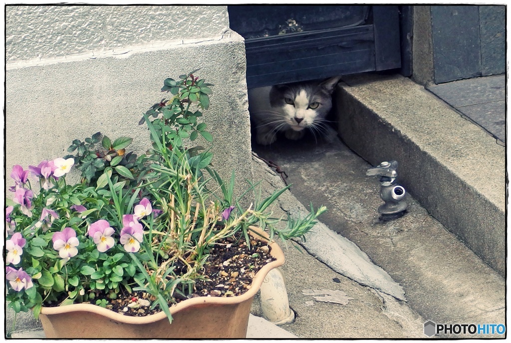 花と蛇口と、そして猫