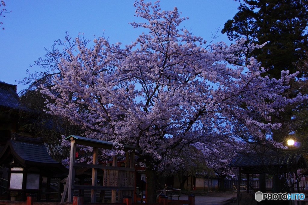 暮れなずむ氷室神社✿