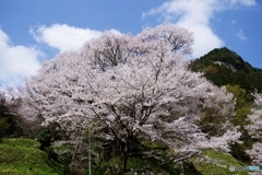 佛隆寺 千年桜