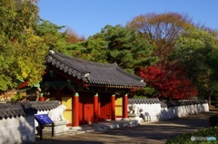 韓国庭園の紅葉①