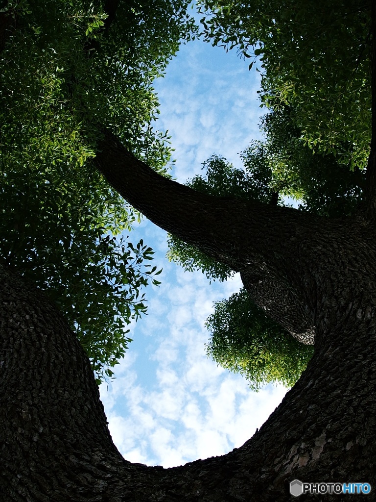 ある日見上げた秋の空