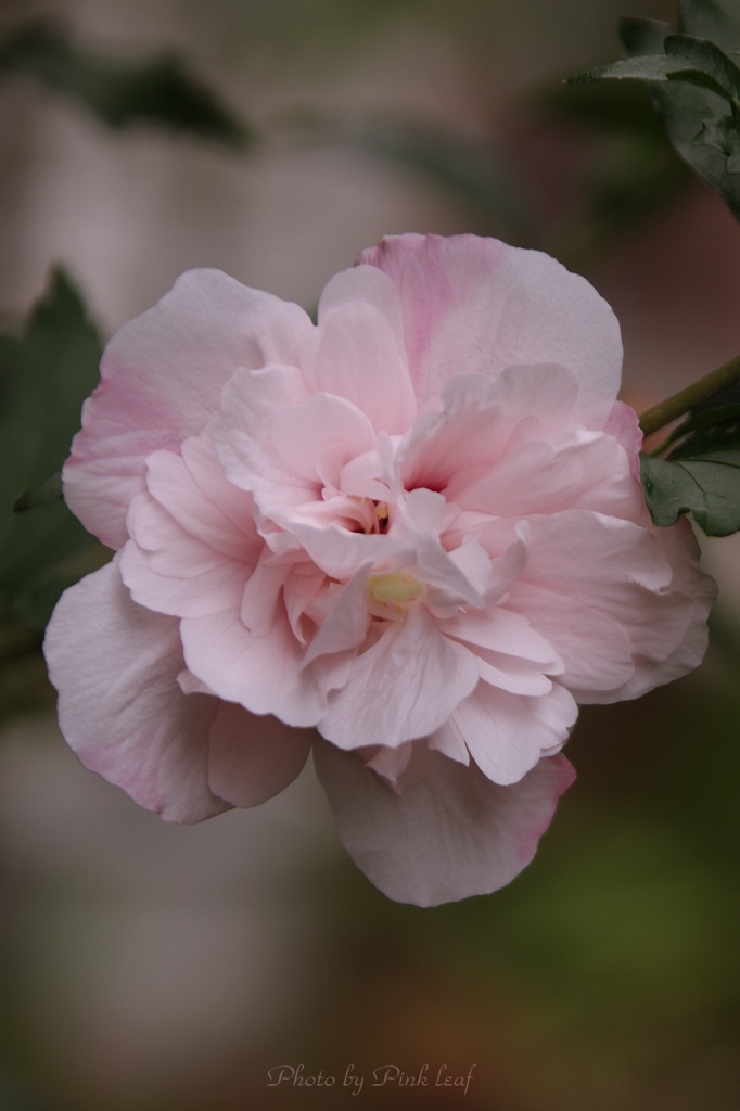 密やかに華やかに