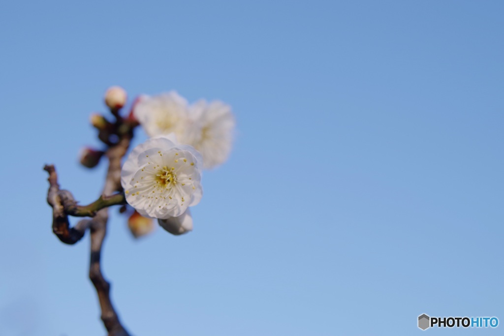 元旦の空に梅一枝