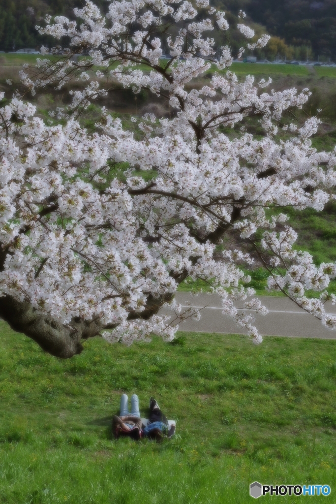 桜日和はお昼寝日和？