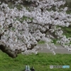 桜日和はお昼寝日和？