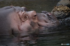 カバの定番、おっきいなあ～