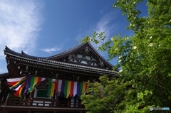 夏椿咲き五色幕揺れる
