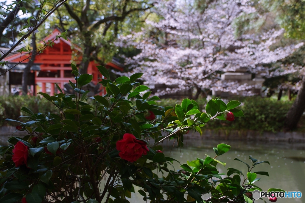 深紅の椿と桜