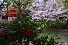 深紅の椿と桜