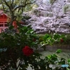 深紅の椿と桜