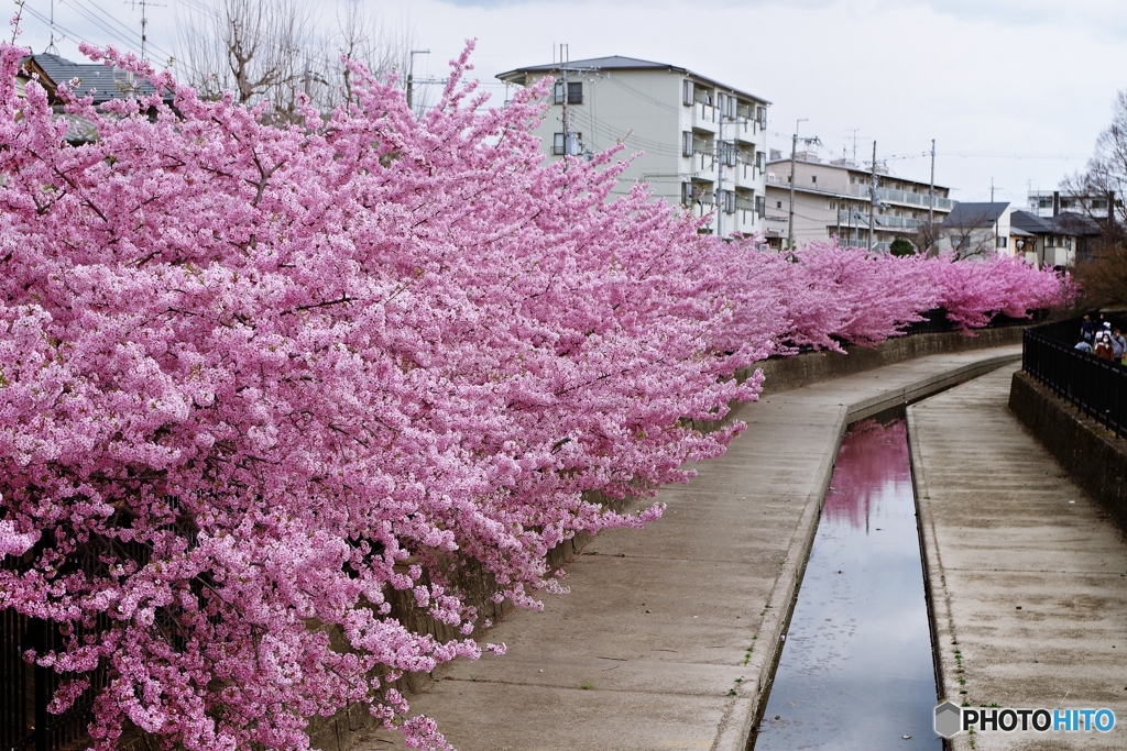淀水路の河津桜並木