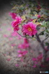 庭園の片隅でひっそりと