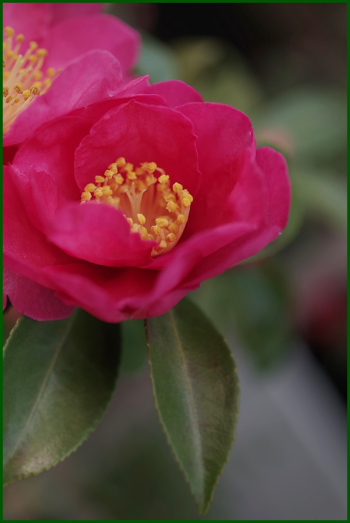 冬の紅い花・山茶花