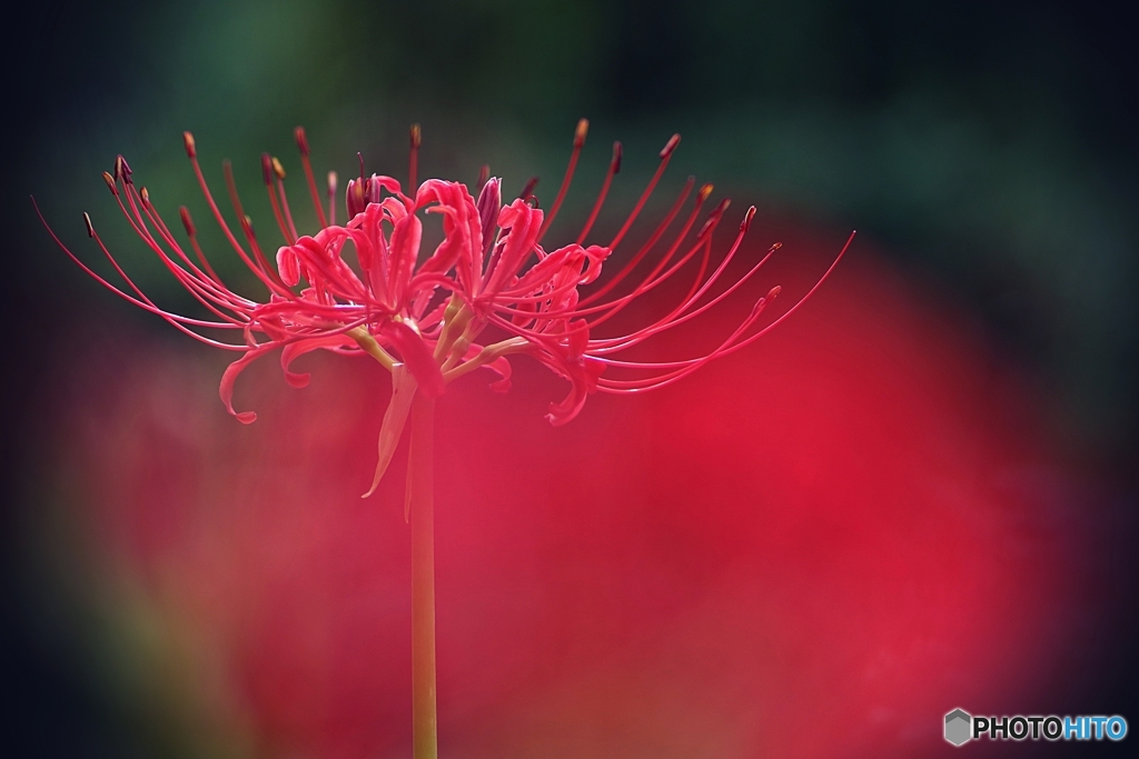 曼殊沙華