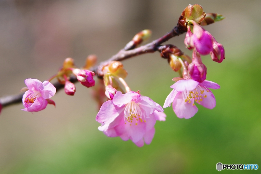 デジャブな河津桜