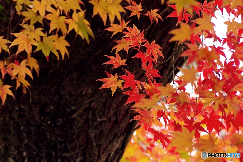華やぎの紅葉