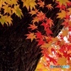 華やぎの紅葉
