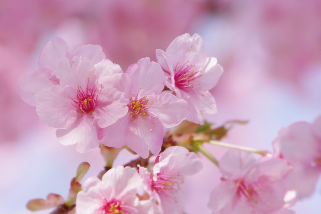 かわず桜