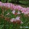 あれっ、夏水仙じゃないお花が…