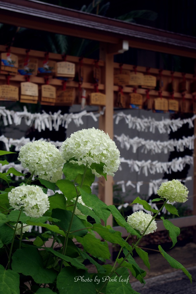 坐摩神社にて②