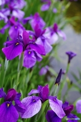 村祭