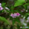 更紗空木愛らしく♡