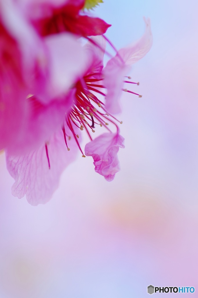 風にたなびく桜の旗～♬