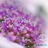  jewel box 