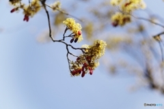 黄色い花と赤い実