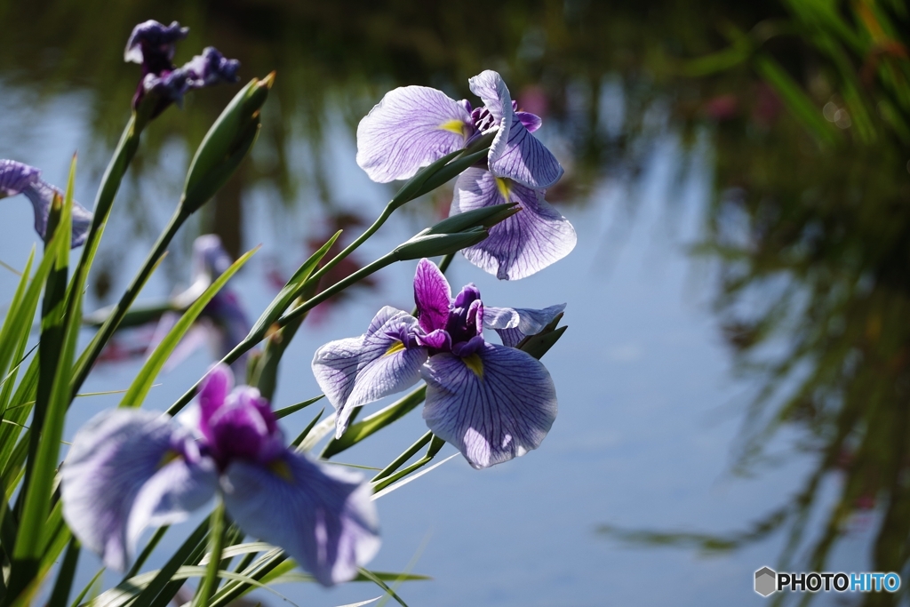 水辺の花しょうぶ