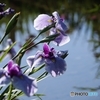 水辺の花しょうぶ