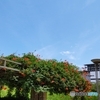 凌霄花咲く公園