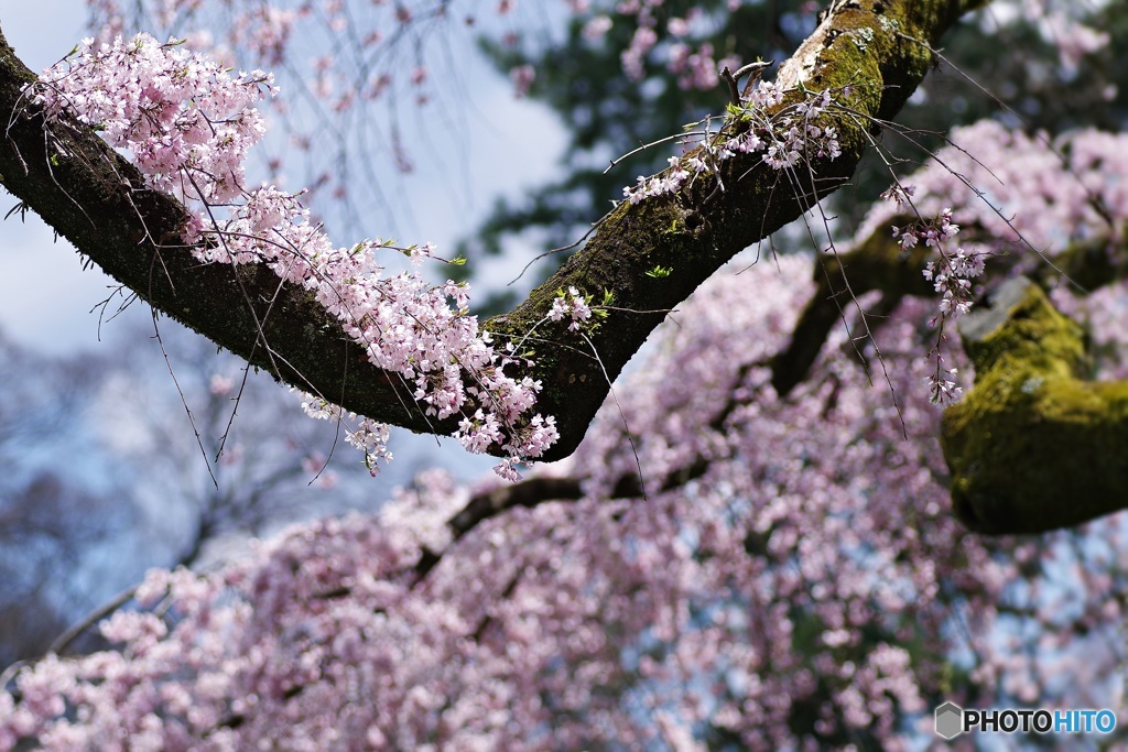 桜の力こぶ^^