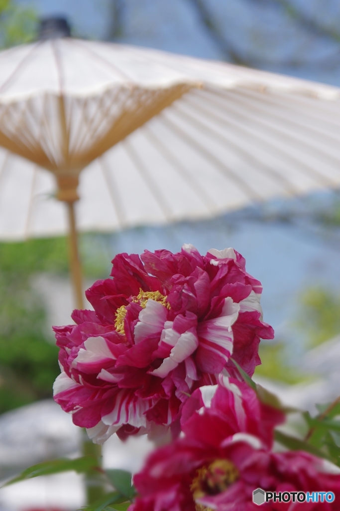 乙訓寺のボタン 華やかに