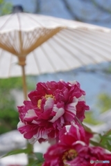 乙訓寺のボタン 華やかに