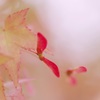 紅(くれない)