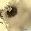 ennui sunflower