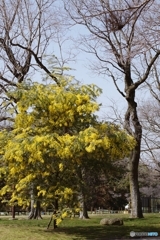 ギンヨウアカシア満開☆
