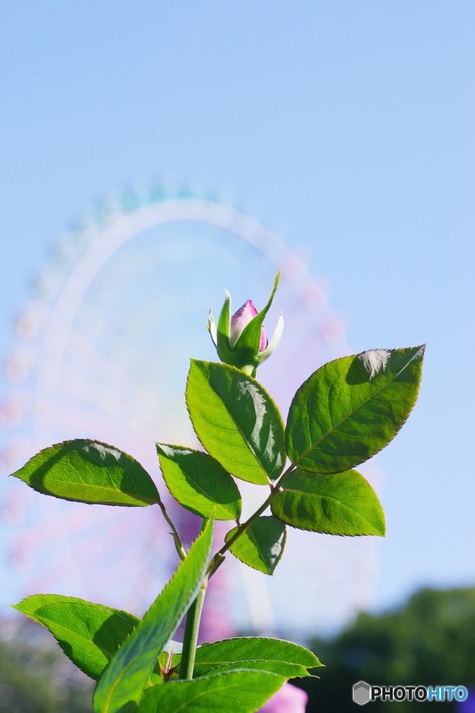 夢の蕾